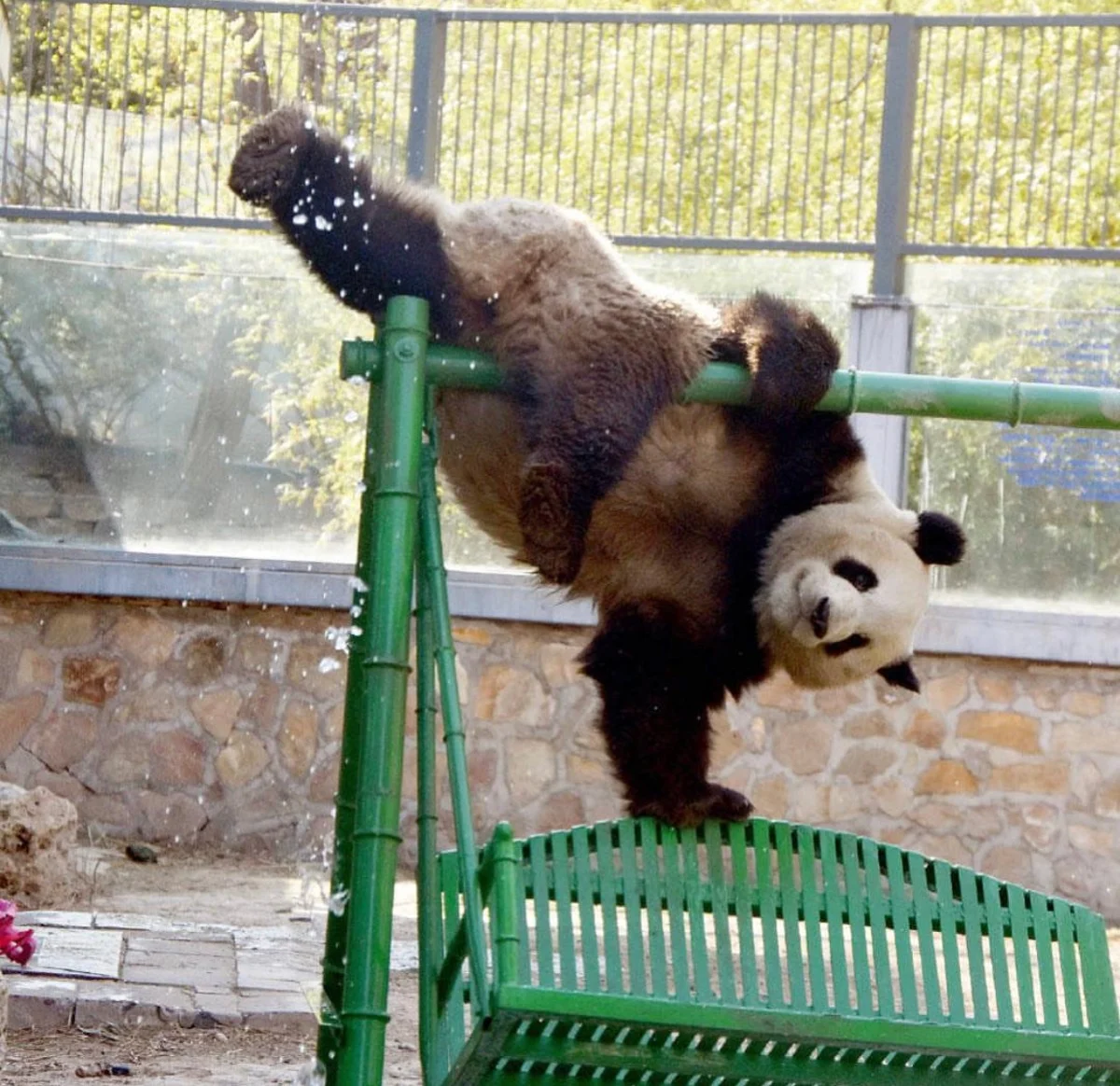 신기하게 국적(?)이 보이는 판다들 | 인스티즈