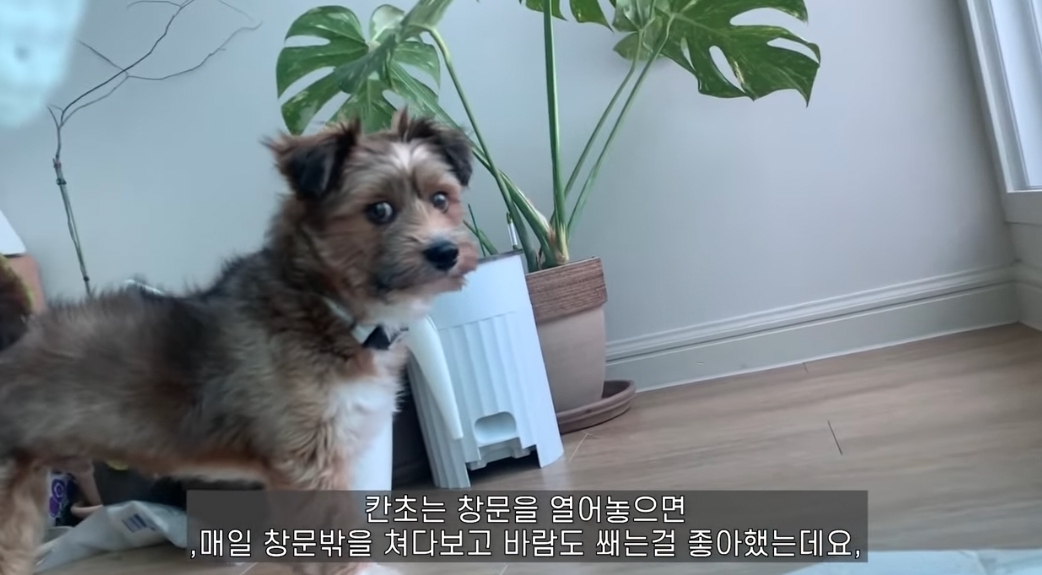 유기견 입양전후 변화. 겁많은 강아지의 100일간 브이로그 | 인스티즈