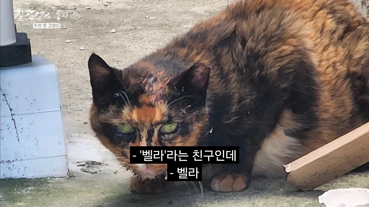 유기묘 보호소에 간식+사료 기부한 나폴리 맛피아 | 인스티즈