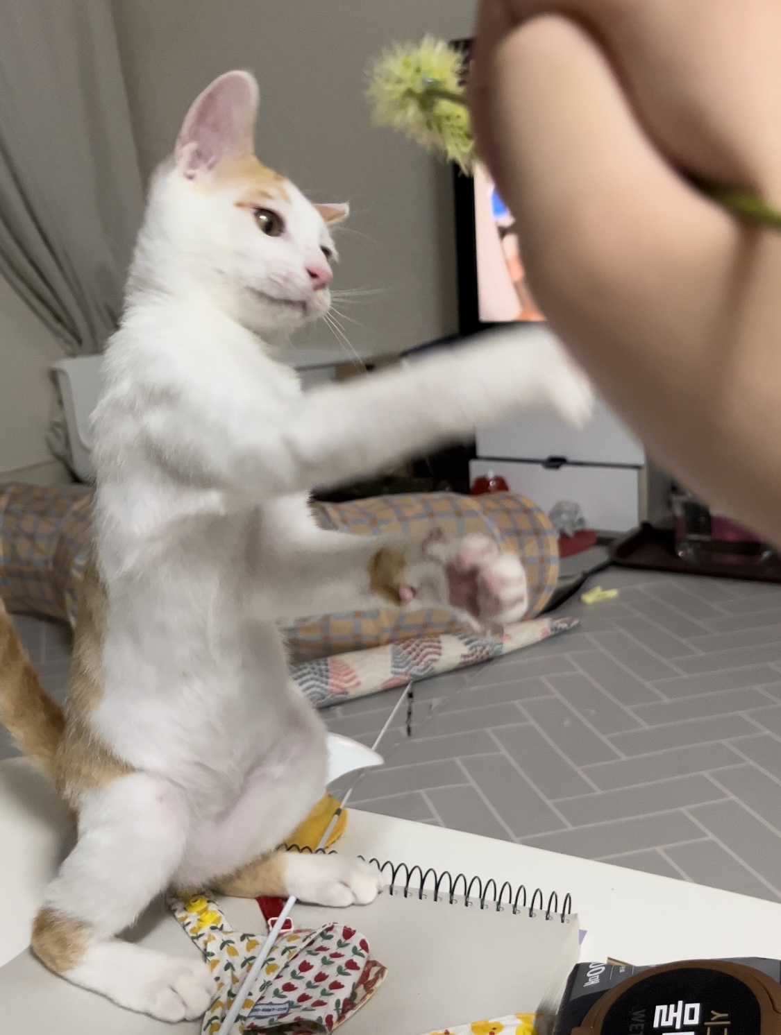 고양이랑 놀아주는 방법 | 인스티즈