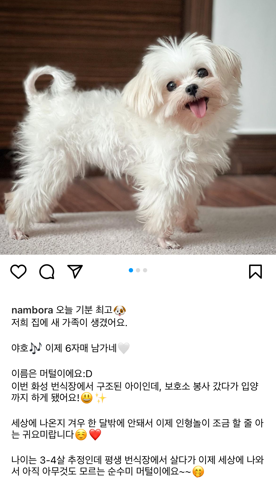 반려견 머털이와 셀프사진 찍은 배우 남보라 | 인스티즈