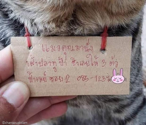 가출 3일 만에 빚 생긴 채 돌아온 고양이..”가게서 생선 먹었다옹” | 인스티즈