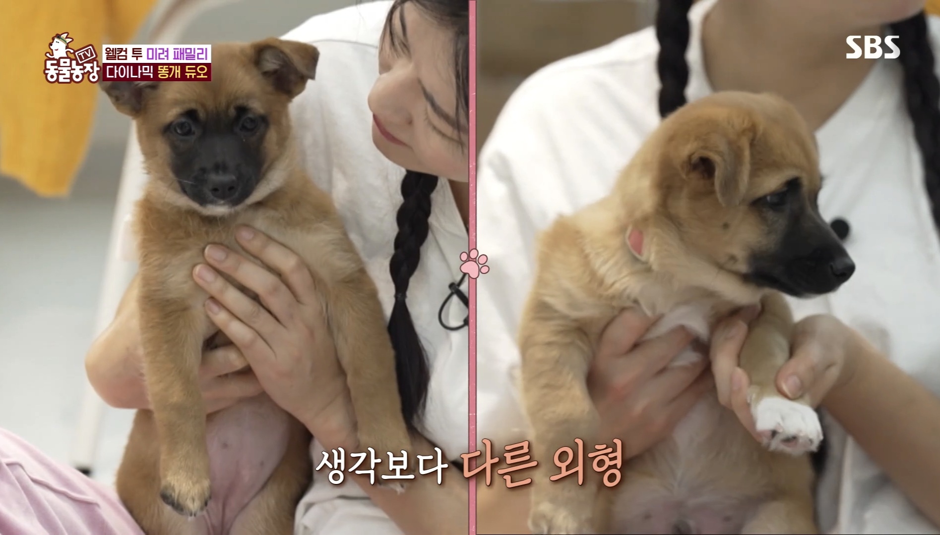 동물농장 똥개보필프로젝트에 참여중인 연예인과 임보 강아지들 | 인스티즈