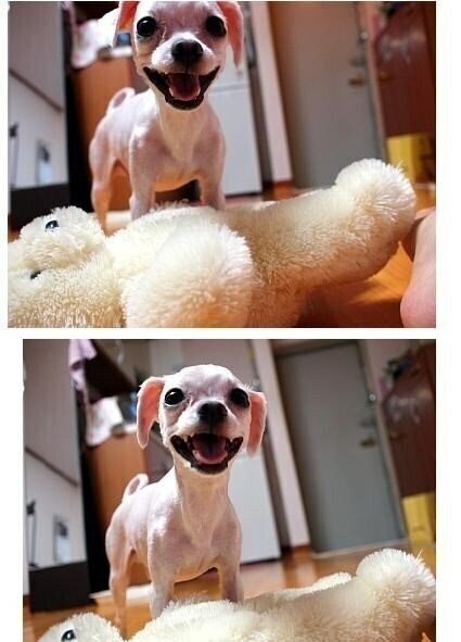 댕댕이 키우는 집은 전기장판 조심해야하는 이유.JPG | 인스티즈