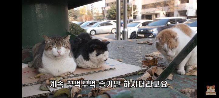 아깽이보다 100배는 만나기 어려운 묘르신들 | 인스티즈