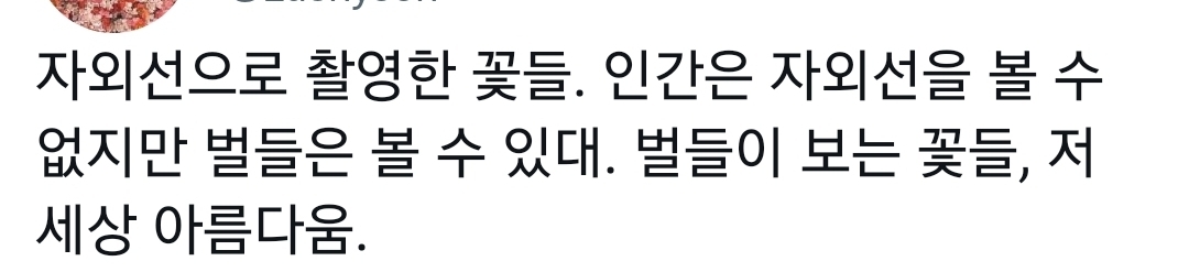 사람은 볼 수 없다는 자외선으로 찍은 꽃의 모습.jpg | 인스티즈