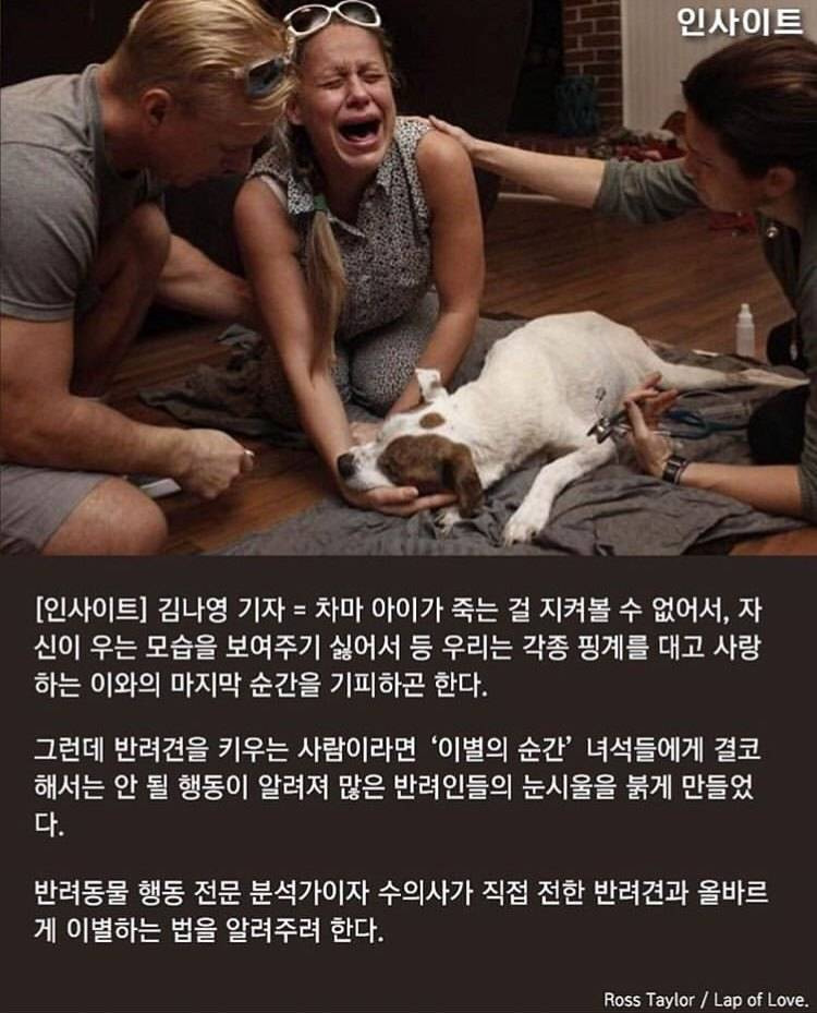 수의사가 말하는, 주인이 '무지개다리' 건너는 반려견 곁에 꼭 붙어있어줘야 하는 이유 | 인스티즈
