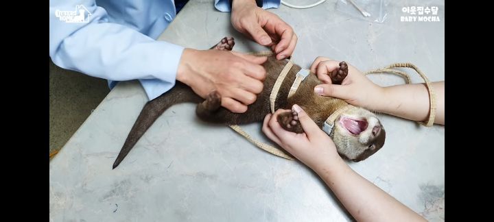 의사 선생님 품이 너무 좋은 아기수달 (아기수달 생애 첫 건강검진) | 인스티즈