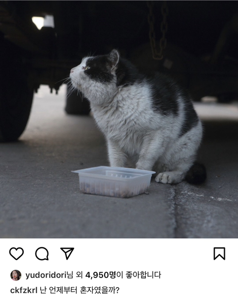 길에서 살아가는 고양이들 모습을 담은 인스타 | 인스티즈