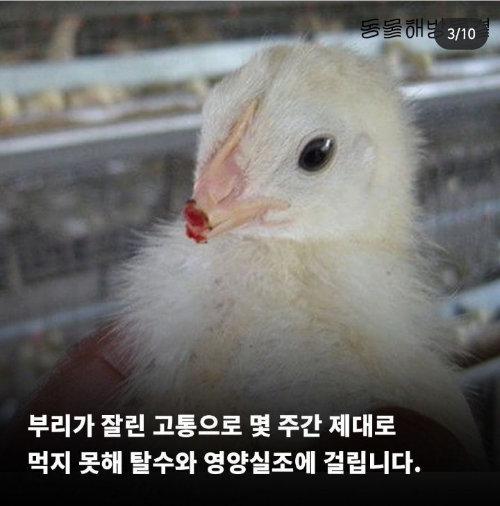병아리 부리 불로 지지는 이유 | 인스티즈