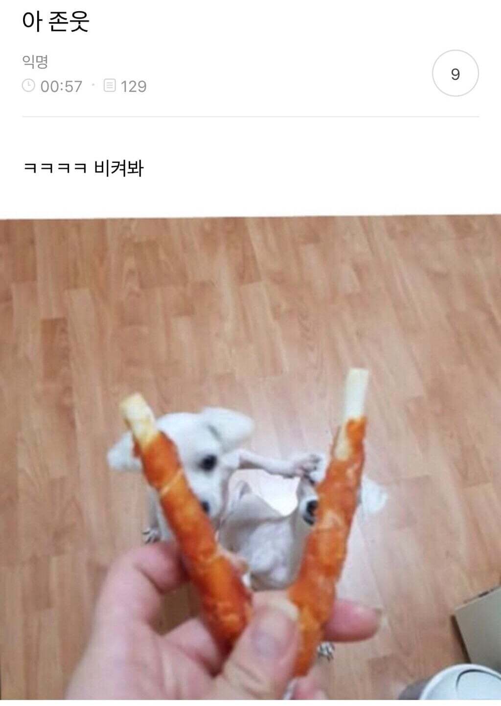 아빠가 개새랑 외출했다고 사진 보내줌 | 인스티즈
