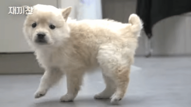 개농장에서 구출됐던 강아지 꽃님이의 버르장머리 없어진 최근 모습 | 인스티즈