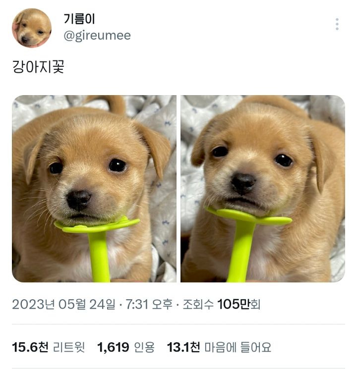 요즘 트위터에서 핫한 갱얼쥐 기름이 | 인스티즈