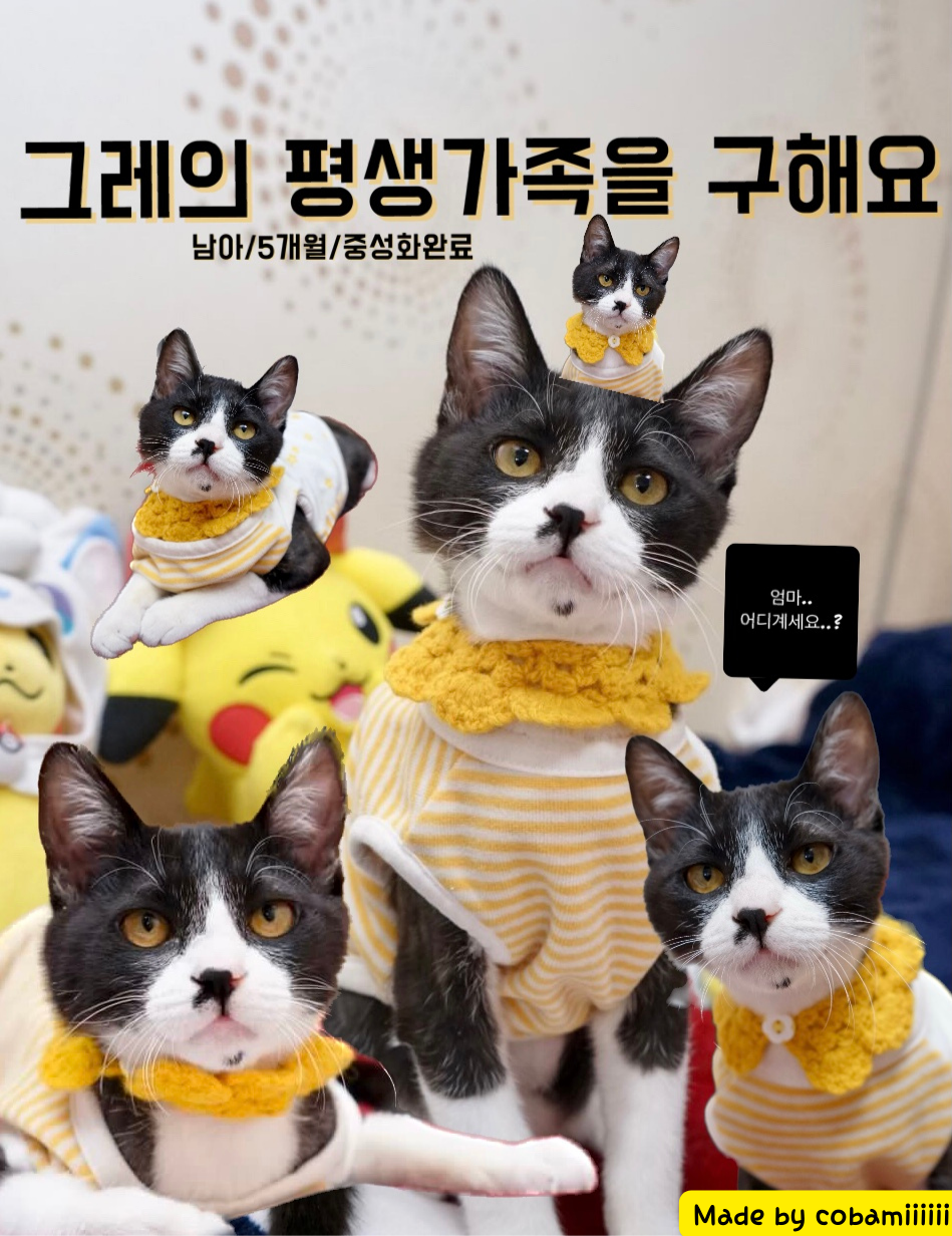 고양이는 안검하수면 어떡하나요 | 인스티즈