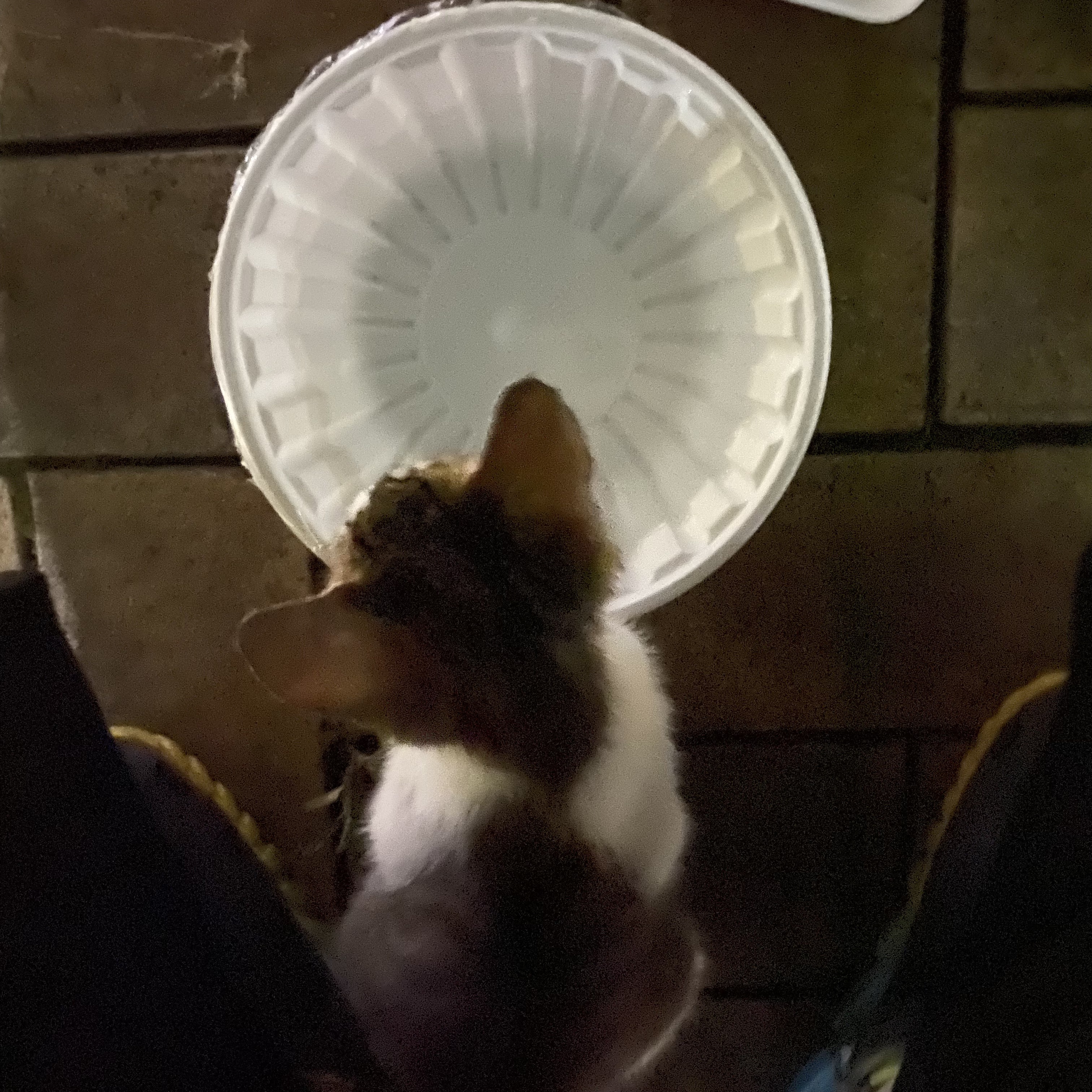 코시국에 재택하다가 고양이를 만났는데.. | 인스티즈