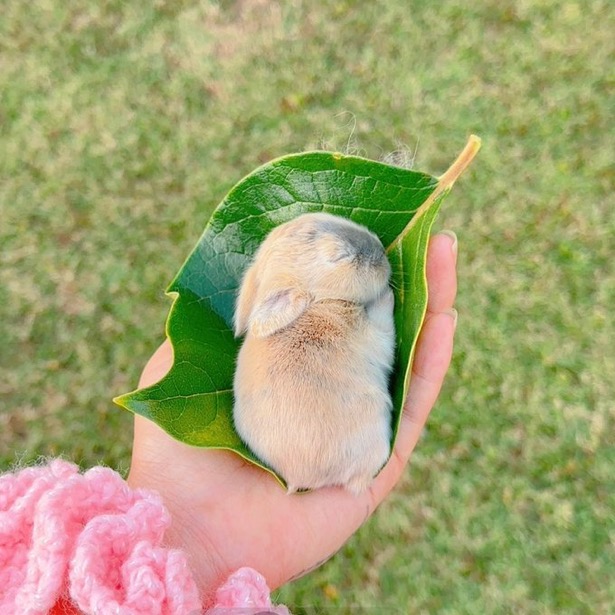 수달은 새끼를 낳으면 이곳저곳 돌아다니며 자랑하는 습성이 있습니다 | 인스티즈