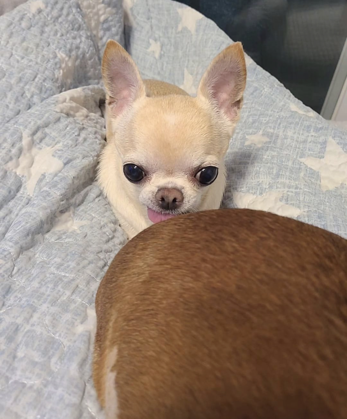 대왕 모카번 먹는 치와와.jpg | 인스티즈