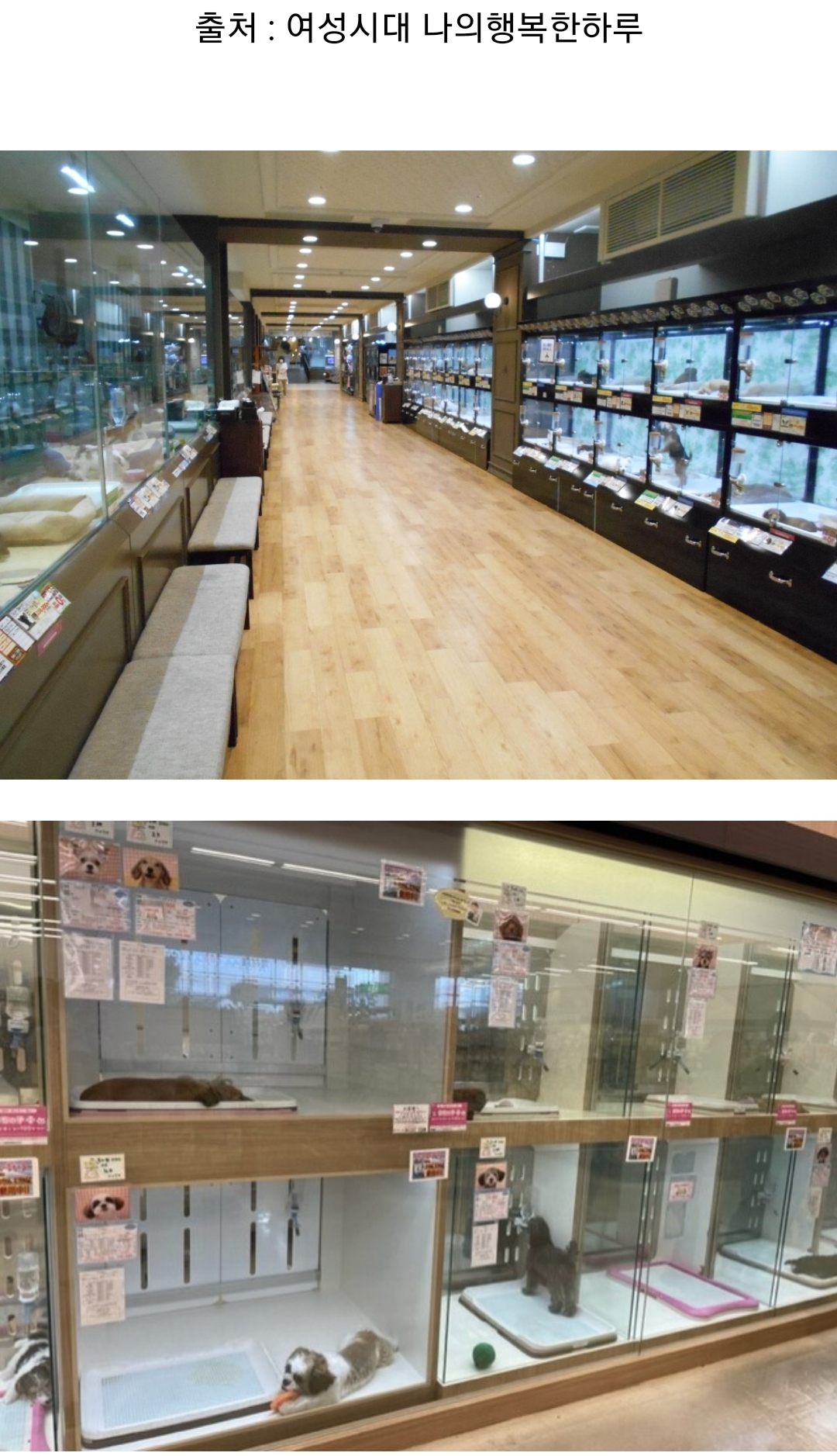 우리나라 펫샵 문화가 어디에서 왔는지 알고 있어? | 인스티즈