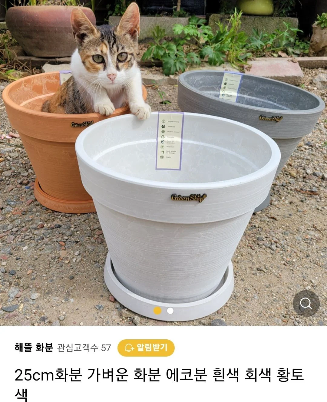 우리가게 물건 좋아요 고양이도 보세요 | 인스티즈