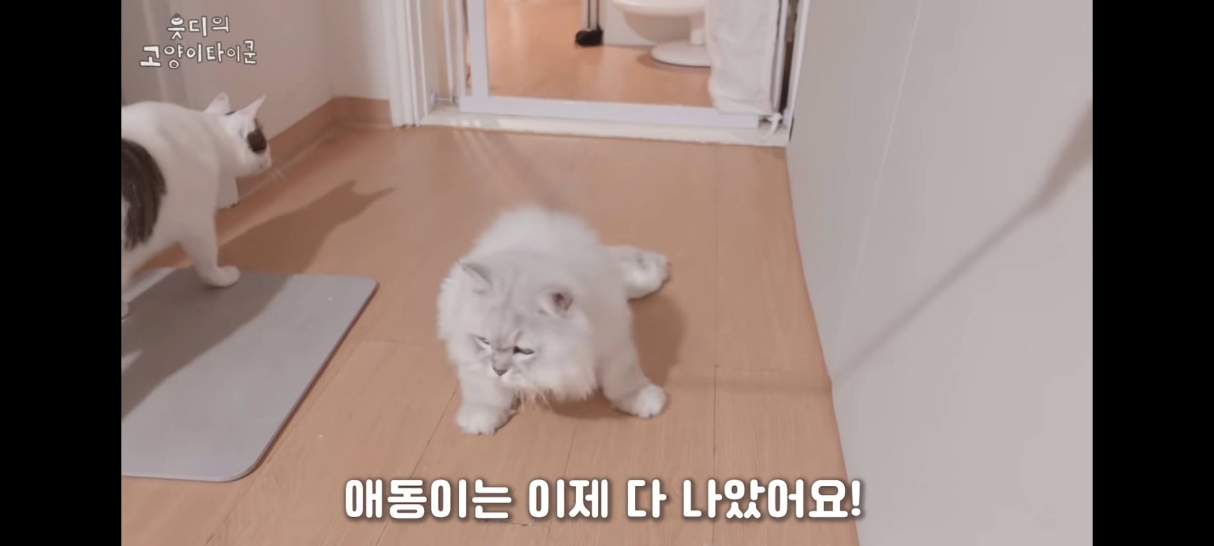 cctv보고 오열😭 응가실수하고 혼자 치우려는 고양이 | 인스티즈