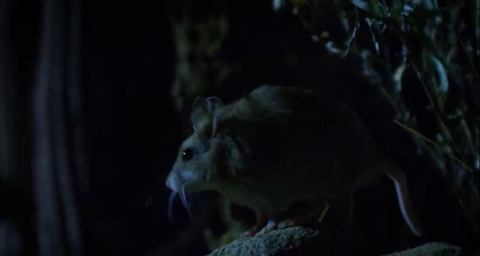 정말 멋지게 포효하는 메뚜기쥐(웅장함주의) | 인스티즈