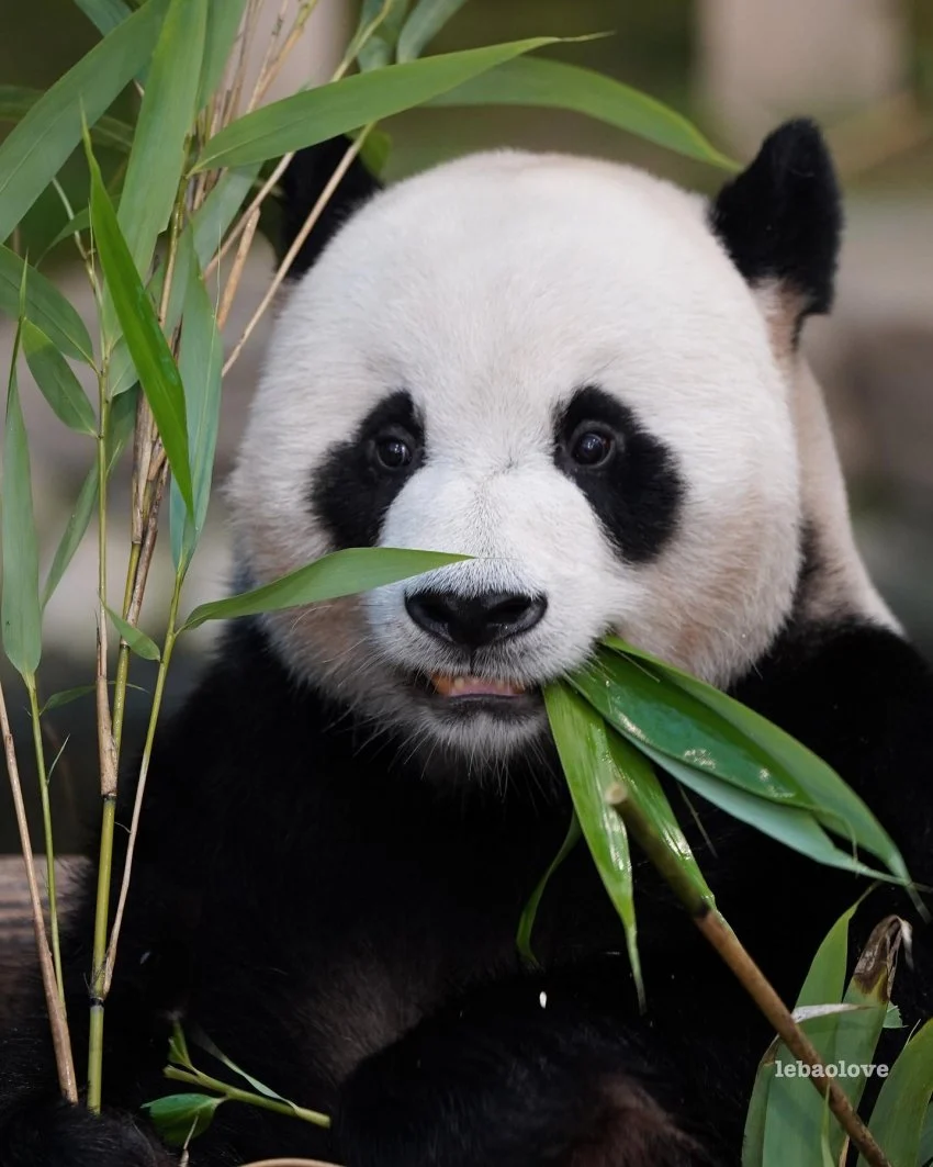 🐼 아이바오네 남판다들 🐼 | 인스티즈