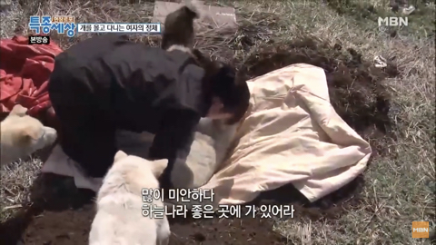 당신이 버린 강아지는 어떻게 되었을까 | 인스티즈