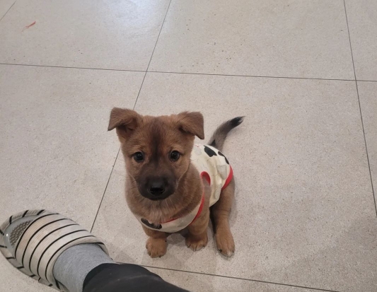 [유기견임보&입양홍보] 주택가 골목에 버려졌던 아기 강아지 콩순이 | 인스티즈