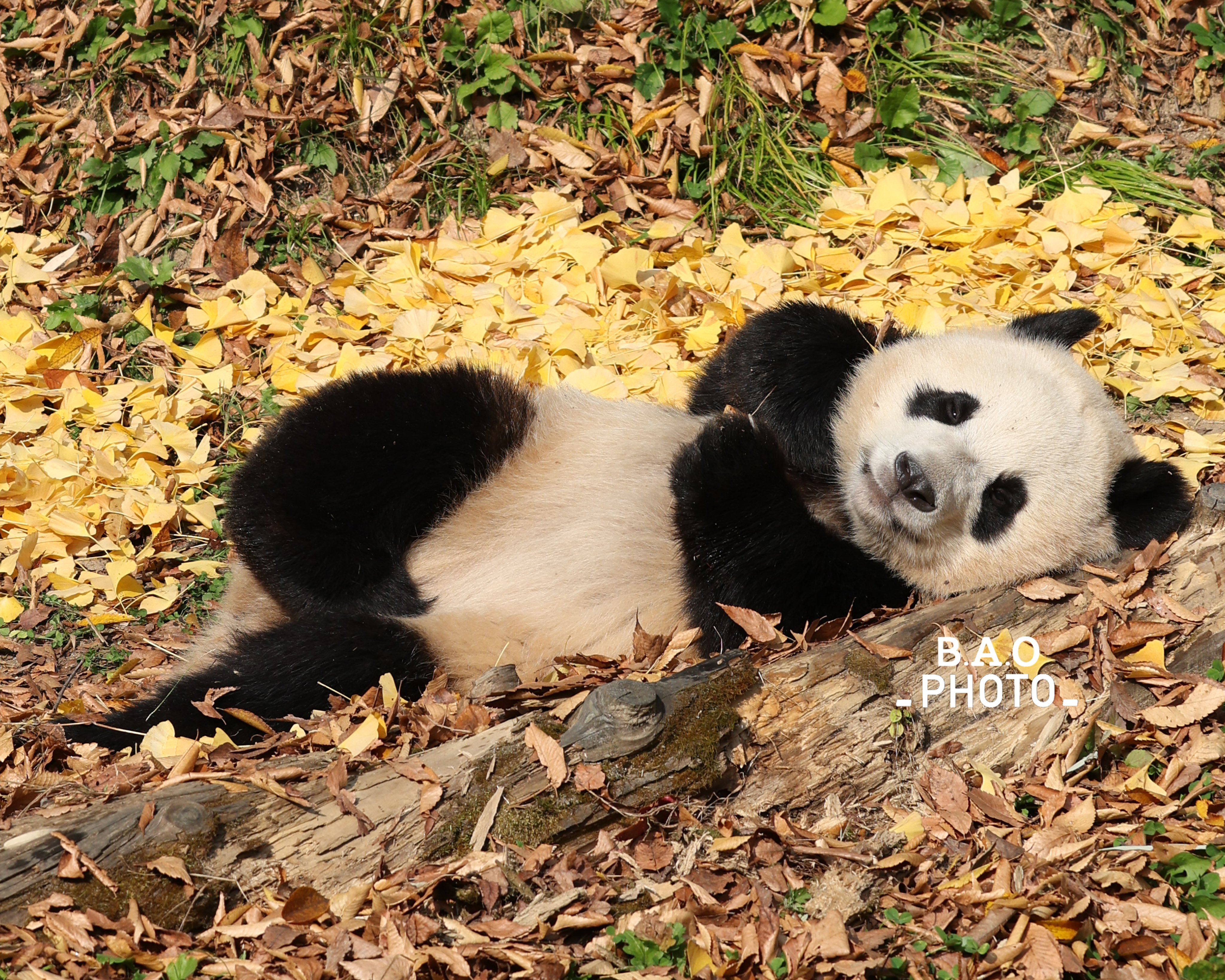 감자다리 후이바오🐼 | 인스티즈