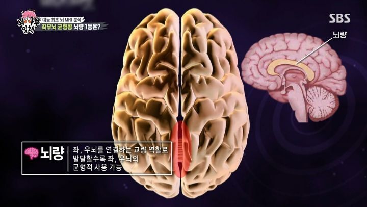 [집사부일체] 최고의 뇌과학자가 분석한 양세형, 리정, 이승기, 유수빈, 김동현 뇌 MRI 결과 | 인스티즈