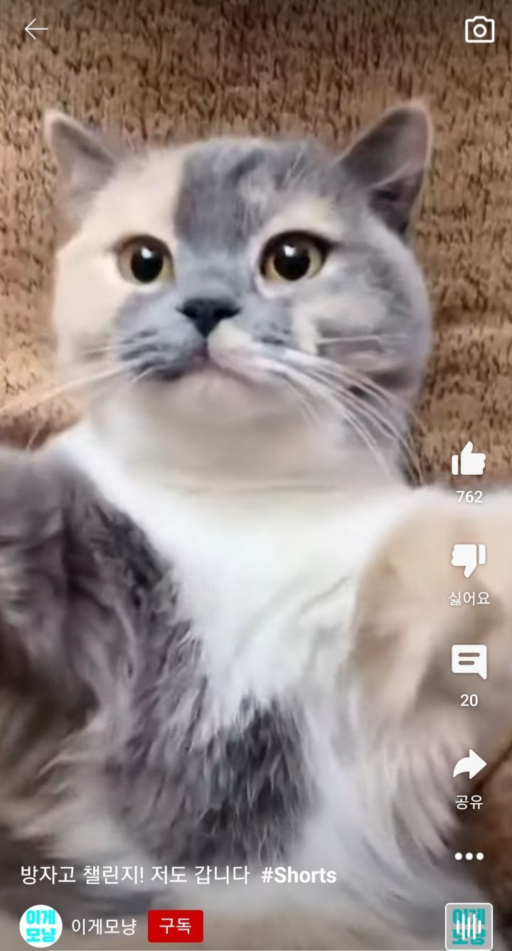 방자고 노래에 맞춰 춤추는 고양이😸 | 인스티즈