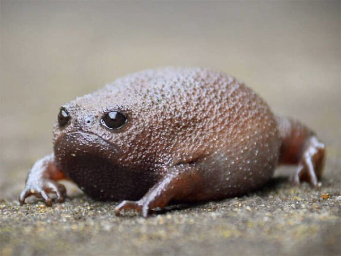 개구리 이미지