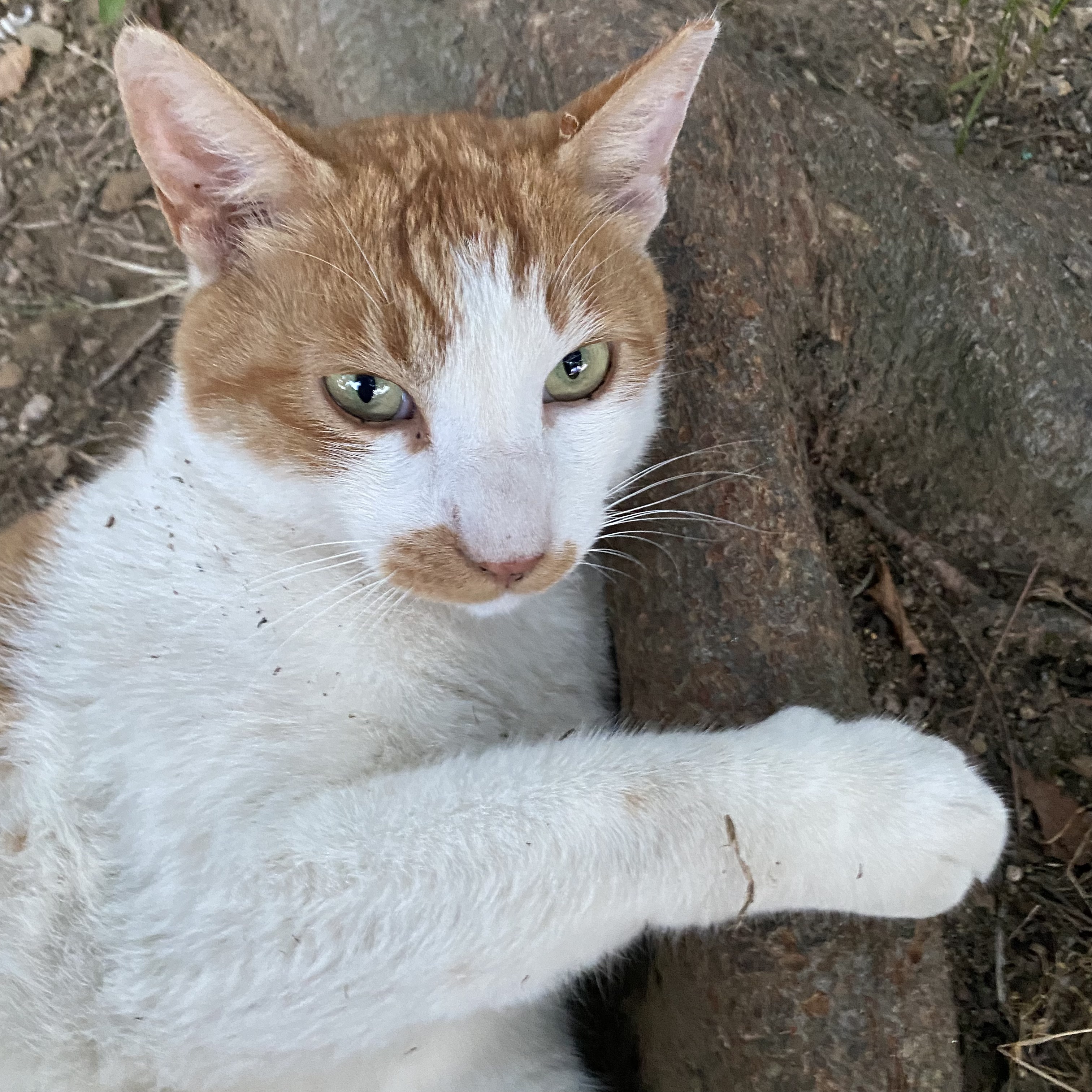 코시국에 재택하다가 고양이를 만났는데.. | 인스티즈
