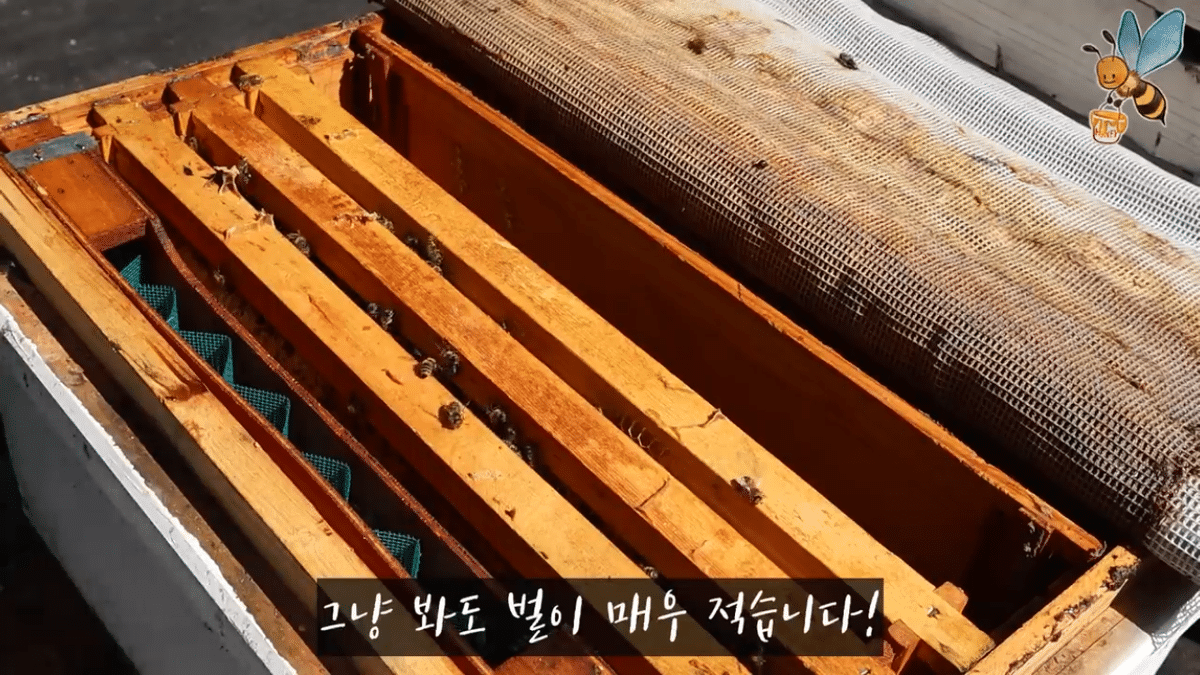 여왕벌 행세를 하는 일벌이 있다? | 인스티즈