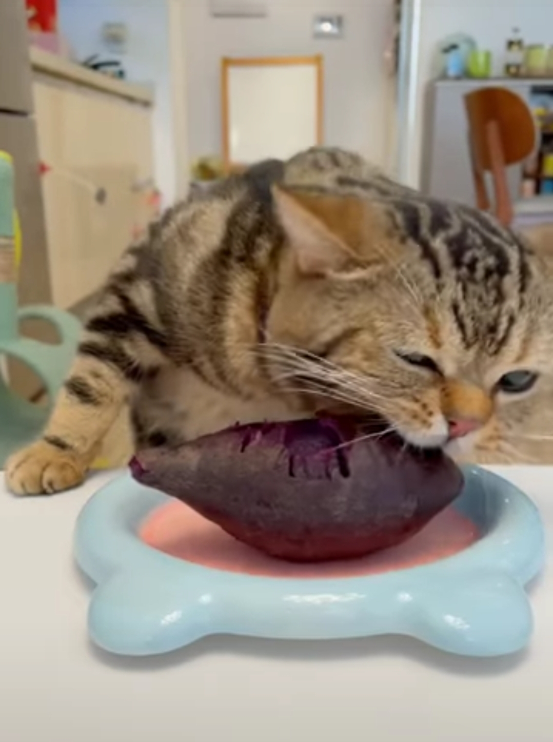 자색 고구마 겁나 맛있게 먹는 고양이 | 인스티즈