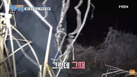 당신이 버린 강아지는 어떻게 되었을까 | 인스티즈