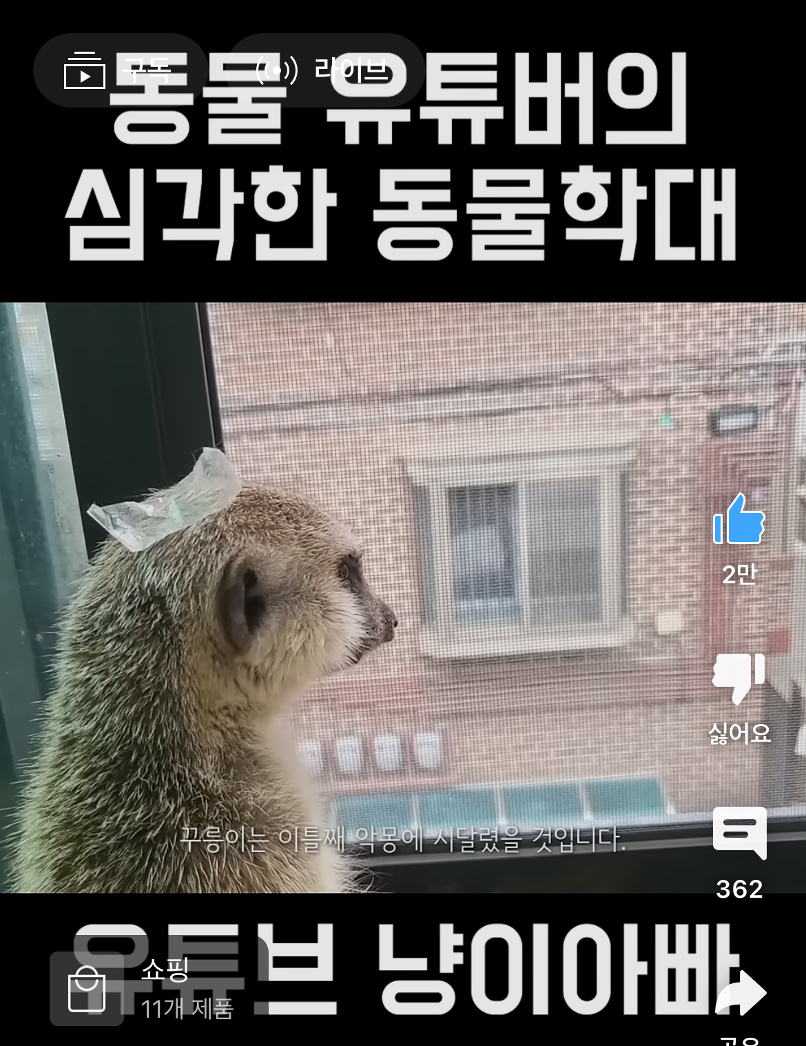 동물 유튜버의 심각한 동물학대 | 인스티즈