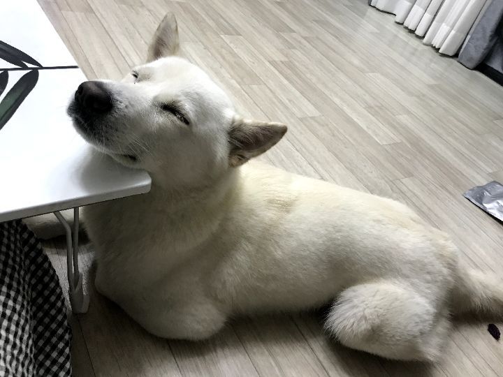 우리집 개 자는거 보실분? | 인스티즈