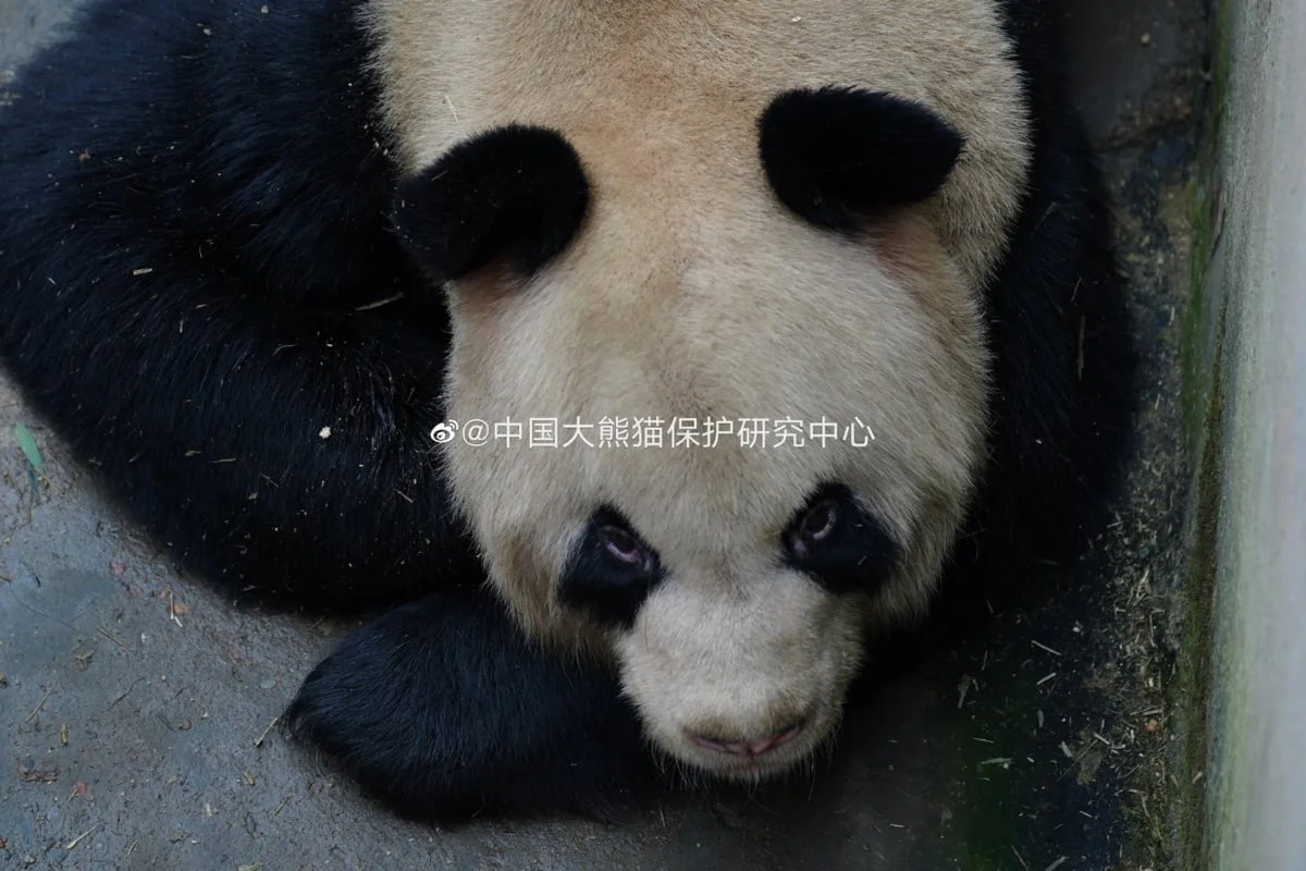 🐼 아이바오네 남판다들 🐼 | 인스티즈