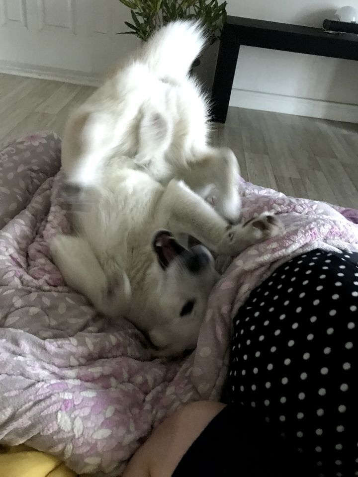 우리집 개 자는거 보실분? | 인스티즈