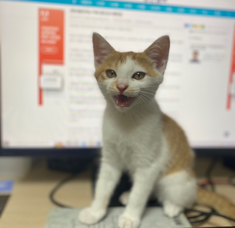 냥줍한지 한달 된 우리 고양이 보고가~!~! | 인스티즈