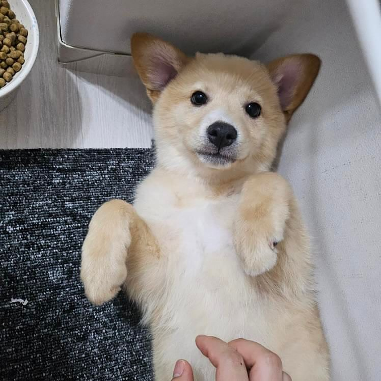 봉사 가능한 전국 유기동물보호소 리스트 (약 20곳 추가) | 인스티즈