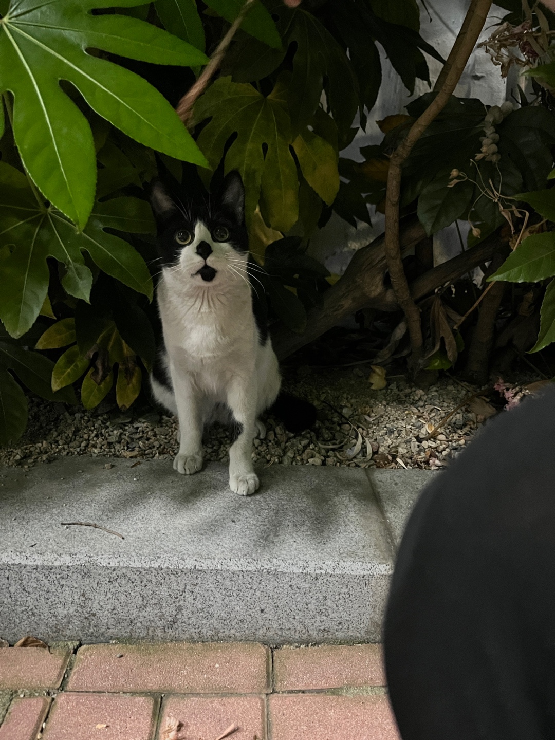 [입양홍보] 혹r률 ✮100➠✥✹프로 7H냥ㅇ1 홗➦정♘ ➜✾ 뽑ㄱ1¿불필요♟ | 인스티즈