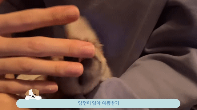 유기견 입양 브이로그 🐶 너무 귀여워 .jpg | 인스티즈