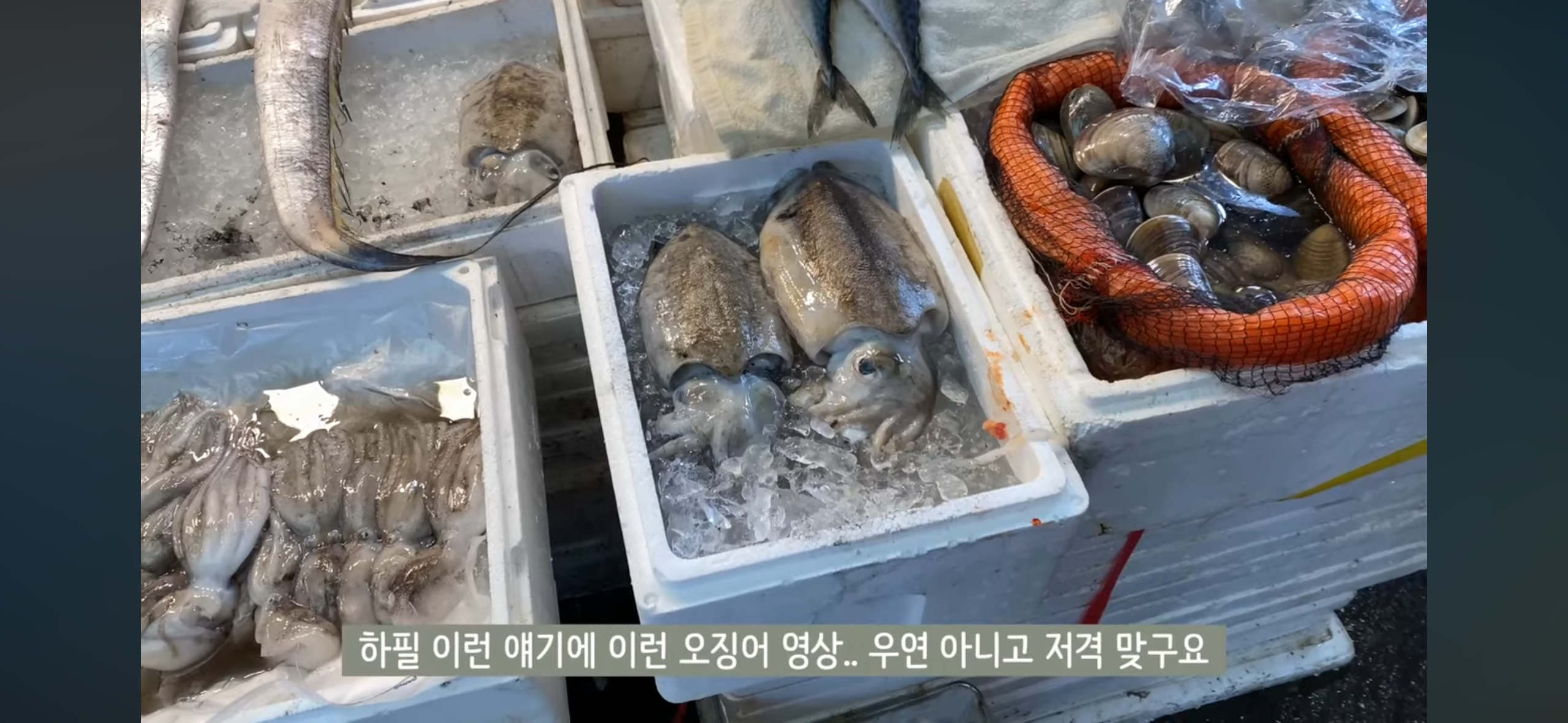 58만 유튜버 홍시 결혼 소식 | 인스티즈