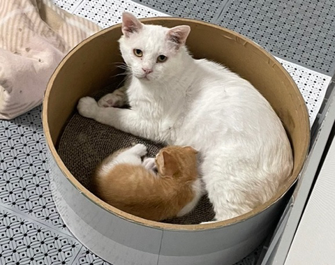 샵이때 이미지