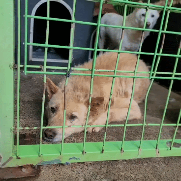 (유기견 임시보호/입양) 주인이 있었을 적 배웠던 '앉아' 도 기억하는 똑똑한 아이 도연이 | 인스티즈