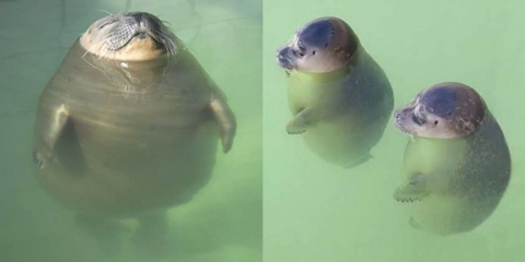 운동하고 허기짐만 잘 참으면 살 잘 빠지는데 대부분 못 참아서 매끈한 물범 몸매되는 운동 | 인스티즈