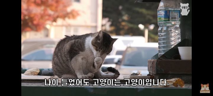 아깽이보다 100배는 만나기 어려운 묘르신들 | 인스티즈