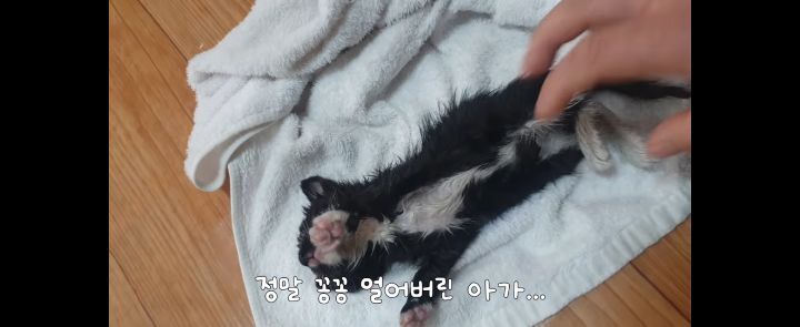 얼어죽어있던 아기고양이를 녹였더니.. | 인스티즈